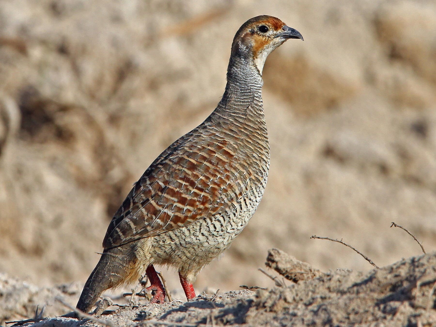 Grey Francolin